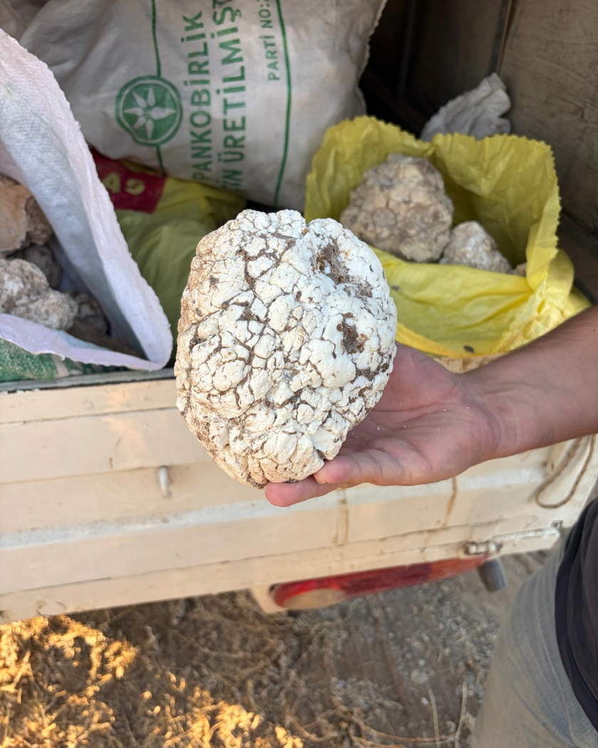 Bir avuç içinde tutulan, yüzeyi yumrulu krem renkli lületaşı; arkada kasada duran çuvallar.